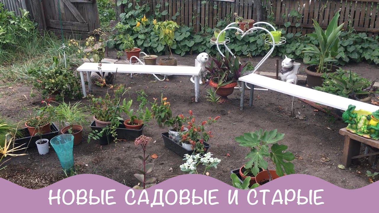 Новинки садовых цветов. Обзор сада и цветников. №37