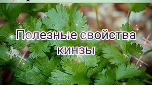 Польза и вред кинзы для человека Кому НЕЛЬЗЯ есть кинзу что бывает от кинзы
