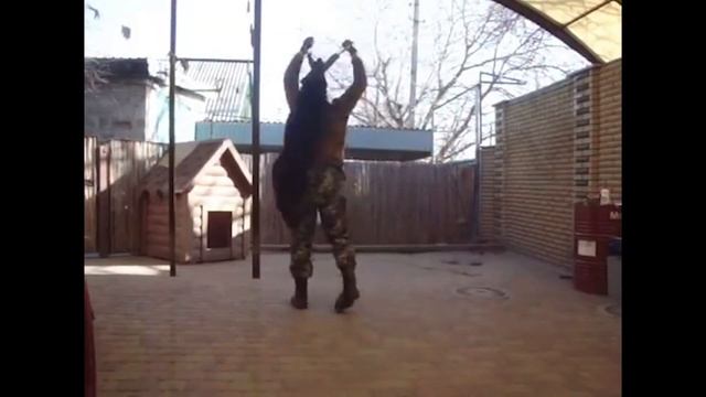 Щенок Немецкой Овчарки, 6 месяцев. Развитие хватки. Working German Shepherd Puppy training. смотреть онлайн