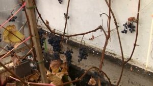 Виноград Агат Донской -  зимостойкий, урожайный и комплексно устойчив.