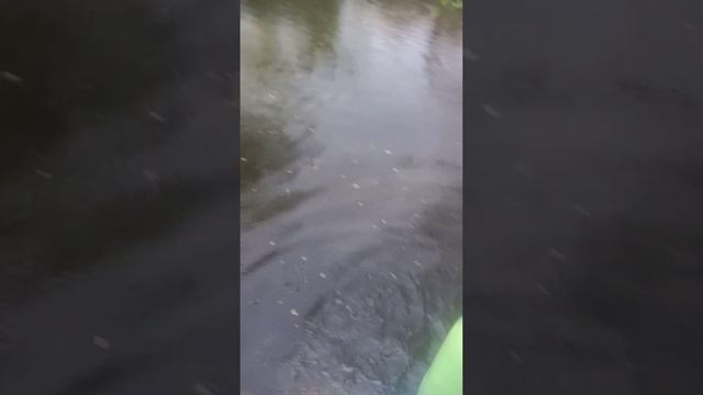 Известкование водоема с карасями, очистка от железа, зелени и.тд.