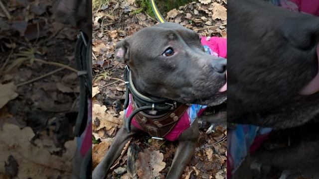 Короче говоря пересматриваю свои старые видео?? (КРИНЖ...) #собаки #capcut. смотреть онлайн