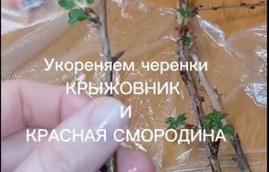 Укоренение черенков крыжовника и смородины дома