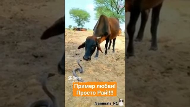 Пример любви! Просто Рай!