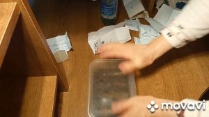 Сею гейхеры и хосты из самосборных семян