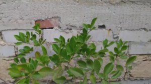 Поспел псидиум кеттли или земляничная гуава) пробую первый раз!😀😋