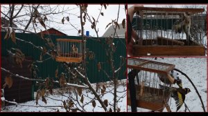 Отбор манной птицы, основные моменты на которые я обращаю внимание.