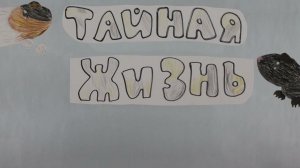 Тайная жизнь морских свинок