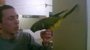 Патагонский попугай - Ричард