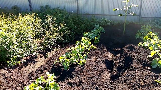 Уход за ЗЕМКЛУНИКОЙ после ПЛОДОНОШЕНИЯ. 10 июля 2020г. смотреть онлайн