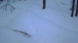 Капканы на пушного зверя Попалась куница.Traps for fur-bearing animals Caught marten.