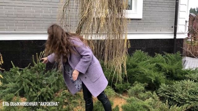 ХВОЙНАЯ КОМПОЗИЦИЯ В САДУ | Ландшафтный дизайн