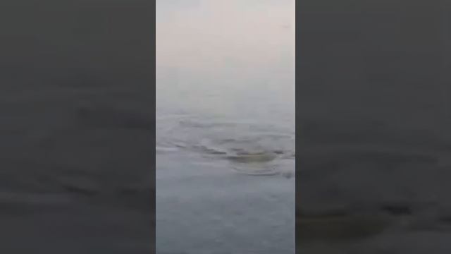 Рыбалочка Сазан на криветку!! смотреть онлайн