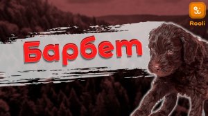 Барбет: Уникальная Порода Собак с Лоснящейся Шерстью