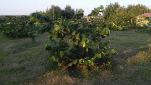 Как подобрать сорт фундука?