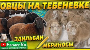 Овцы против мороза: кто победит в этой битве? Эдильбаи и мериносы зимой без помещений и укрытий!