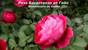 2 Розы - обильноцветущие сорта, с достойной стойкостью цветка, здоровой листвой!