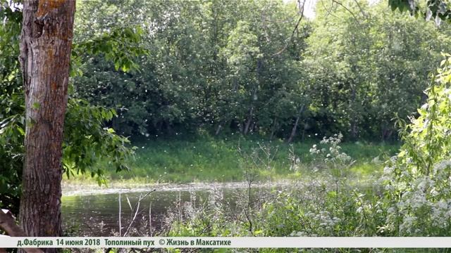 Тополиный пух - летний снег! смотреть онлайн