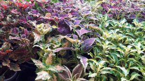 Колеусы зимой. Важность освещения!!!