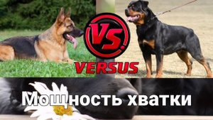 Ротвейлер против немецкой овчарки | Rottweiler vs German Shepherd. Кто победит?)