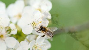 ? Музыка для спокойного настроения № 8 | Полёт пчелы | ?