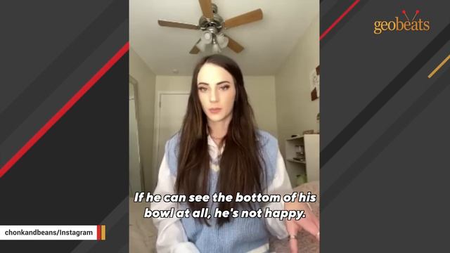 Cat rescued from street won't stop talking смотреть онлайн