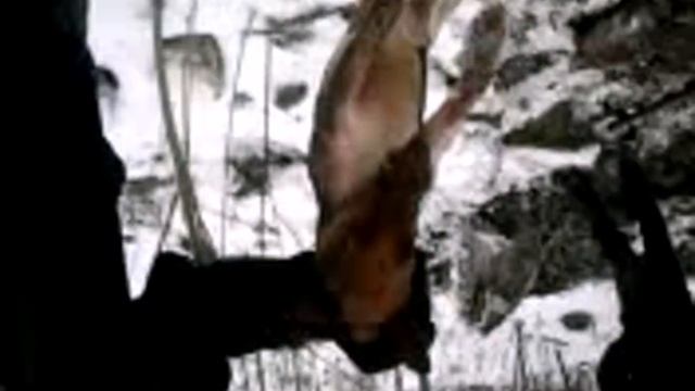 Норная охота на лису с фокстерьером.Бердичев.Часть 2 смотреть онлайн