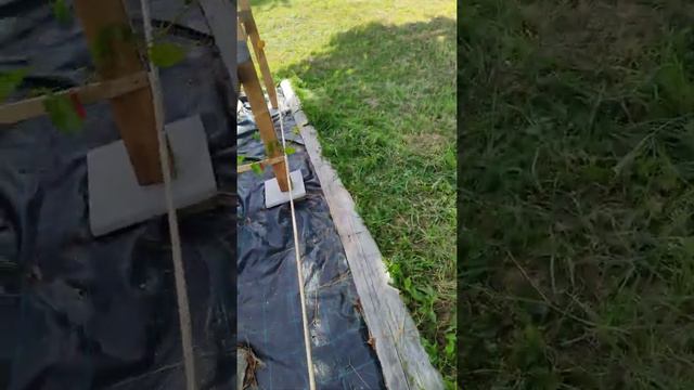 30.07.2022 г. виноград и шпалера смотреть онлайн