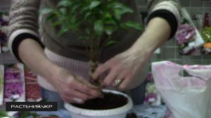 Как заплести Фикус бенджамина кинки? / фикус уход в домашних условиях