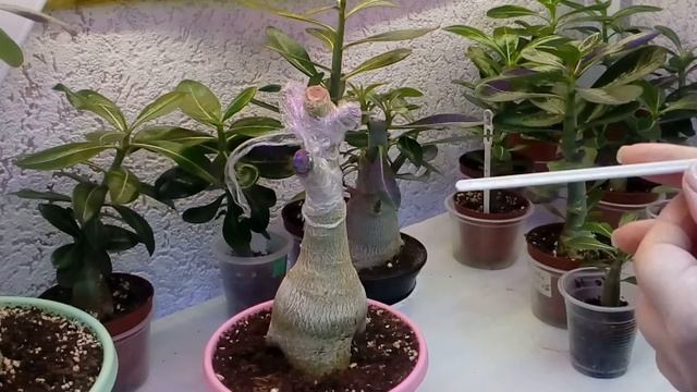 08. Адениумы. Полив смотреть онлайн