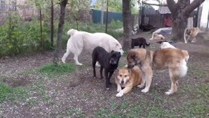 Среднеазиатская овчарка  (алабай )и кане корсо.Охрана дома.