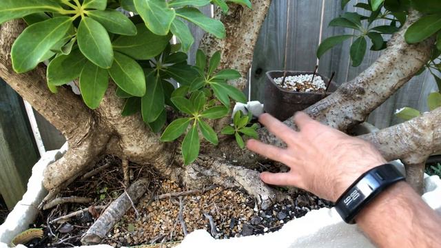 Yamadori Schefflera Aboricola Bonsai (dwarf Umbrella Tree) 2019 Winter Update