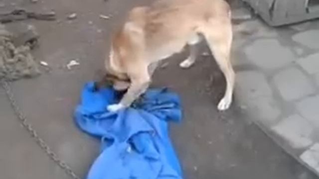 Бобик и Жучка смотреть онлайн