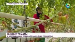 В Азербайджане собирают урожай бакинских помидоров