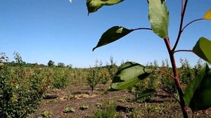 Формировка абрикоса. Запоздалая чаша.