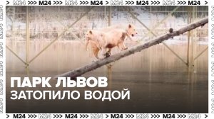 Парк львов "Земля Прайда" затопило в Подмосковье - Москва 24