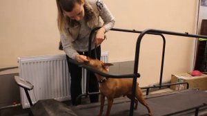 Как приучить маленькую собаку к беговой дорожке? Первый раз на беговой дорожке