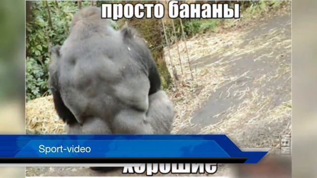 Топ 5 Животных Качков смотреть онлайн