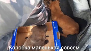 Пятерых щенков бросили в поле без еды воды и на голой земле!!!