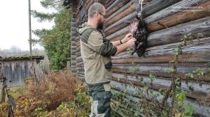 Снятие шкуры с бобра