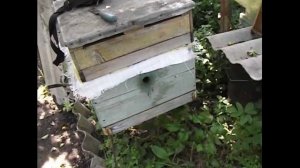 формирую слабые отводки для облета маток