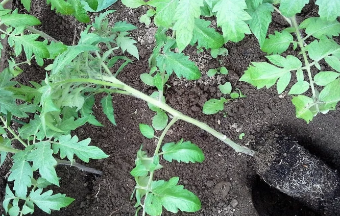 Томаты посадка Что положить в лунку при посадке смотреть онлайн