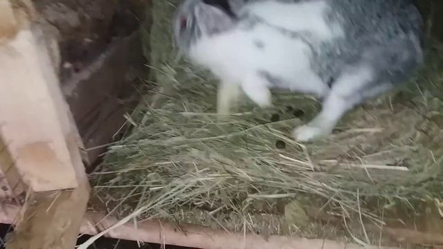 КРОЛЬЧАТА ОТКРЫЛИ ГЛАЗА // НУЖЕН НОВЫЙ КРОЛ смотреть онлайн