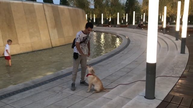 Дрессировка: послушание среди раздражителей ( Лабрадор Лайма) смотреть онлайн