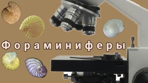 Фораминиферы. Практическая микропалеонтология.