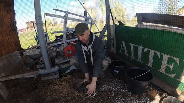 Гуси, куры, персик и инжир на даче смотреть онлайн