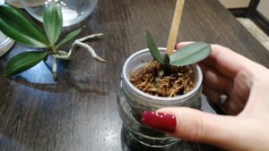 Посадка детки орхидеи в керамзит?. 15 декабря 2019