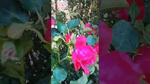 Роза ругоза Рубра, вид шиповника. Холодный фарфор