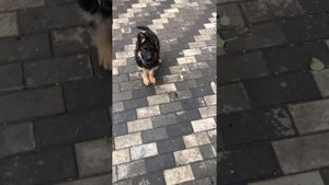 Выдержку у щенков нужно разрабатывать заранее, а потом закреплять 🙂