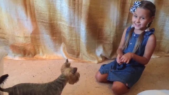 Какие команды знает Йорк с рождения? Сидеть, Лежать, Танцуй, Дай лапу